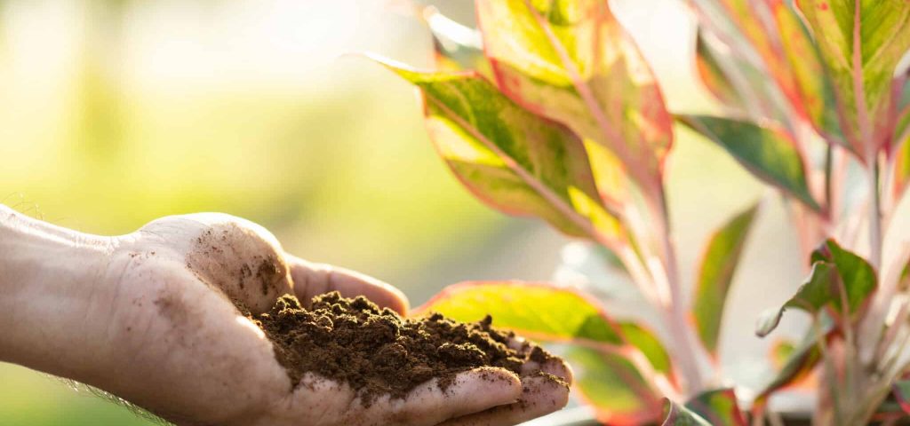 Close up hand putting used coffee grounds as fertilizer to the plant in the potted, Reusing and Environment concept